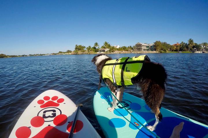 Pet Friendly Salty Dog Paddle - Capone Island Boca Raton