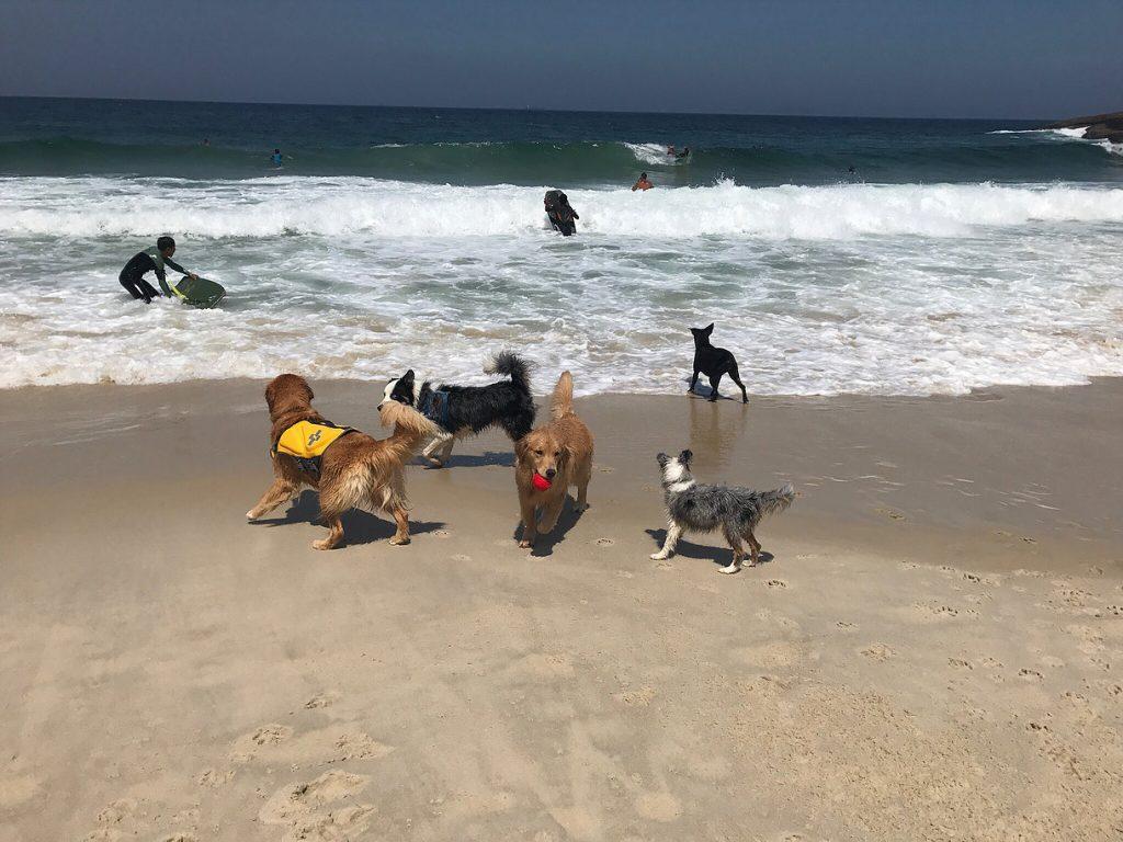 Pet Friendly Praia do Diabo