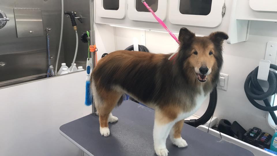 Pet Friendly Primped Pooches Mobile Dog Spa