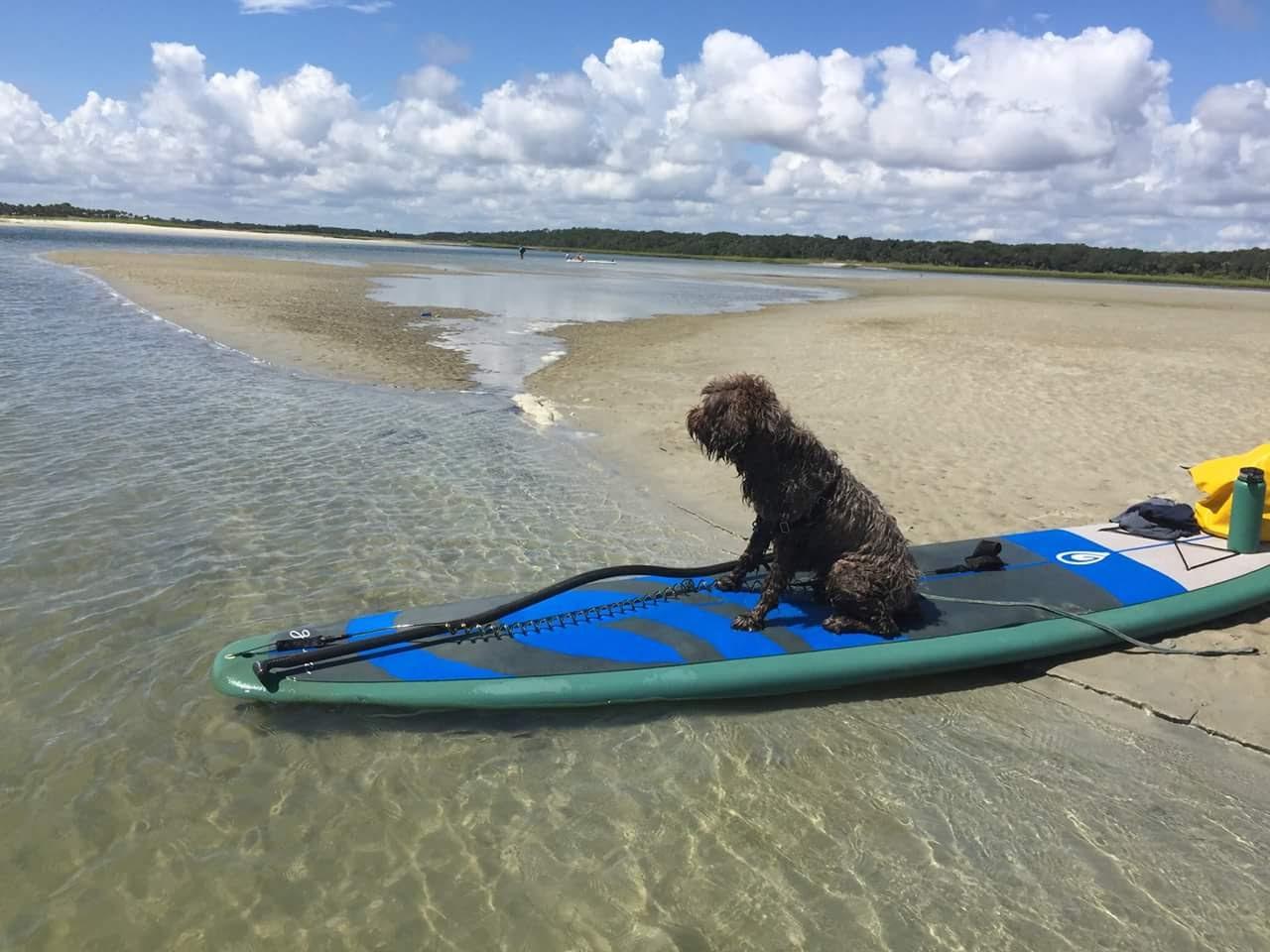 are dogs allowed fernandina beach