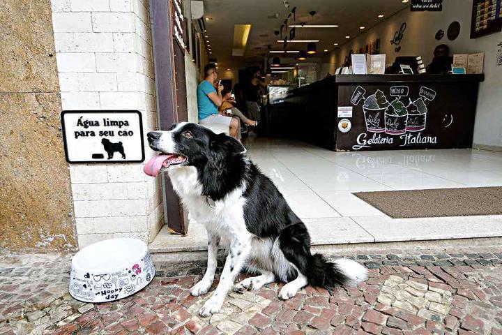 Pet Friendly Lullo Gelato