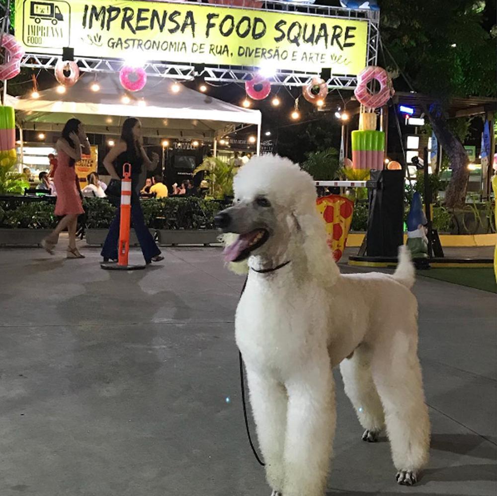 Pet Friendly Imprensa Food Square