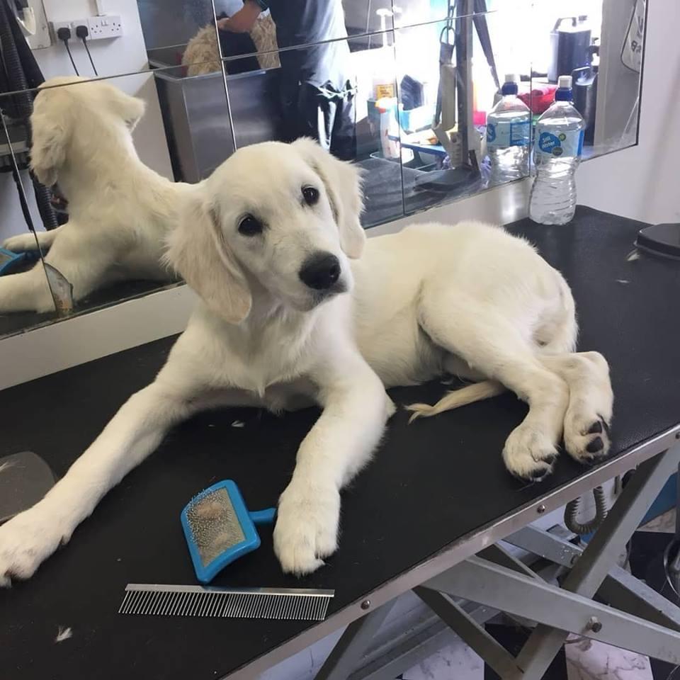 mucky mutts mobile dog grooming