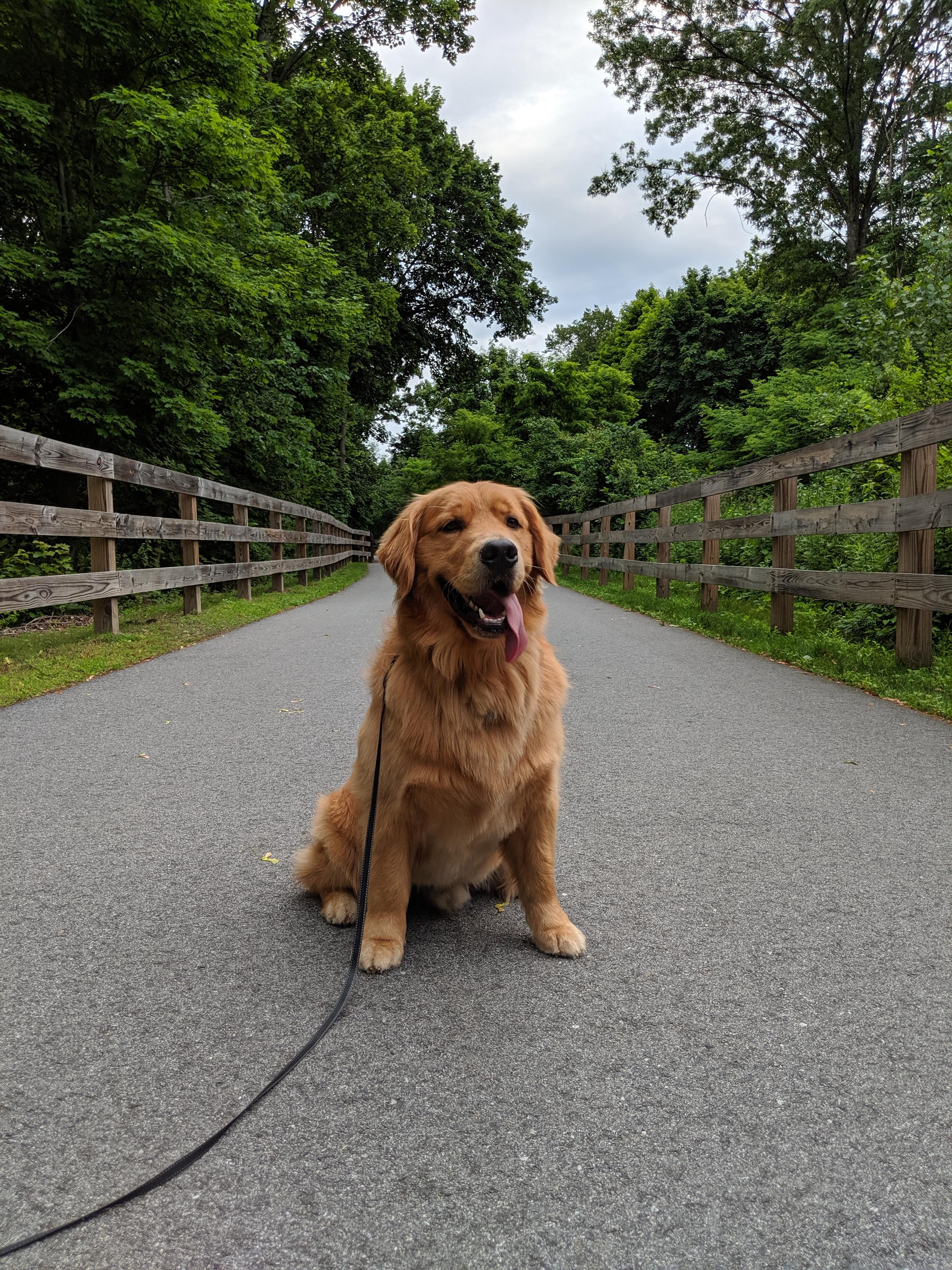Pet Friendly Cochituate Brook Reservation Trail