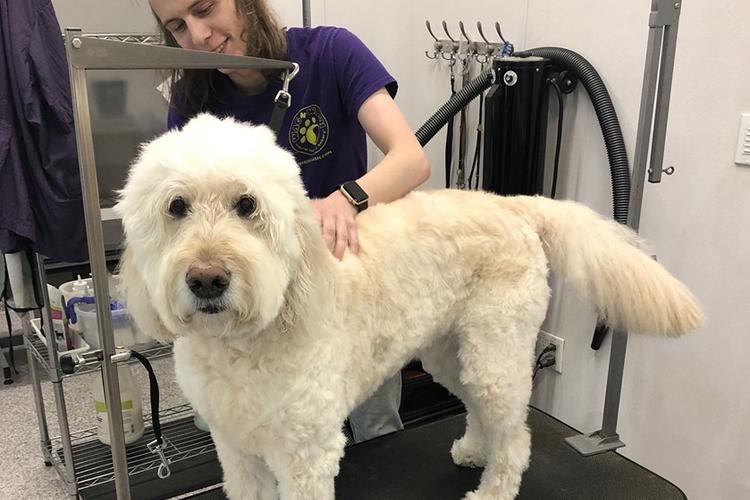 Directory of Dog Grooming in Redmond, WA - BringFido Directory of Dog Grooming in Redmond, WA - BringFido
