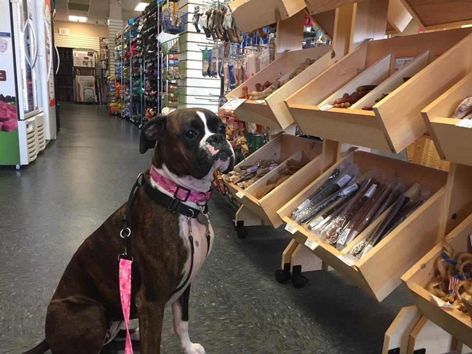 Stores with clearance dogs near me