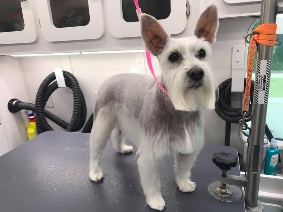 Primped pooches mobile dog clearance spa