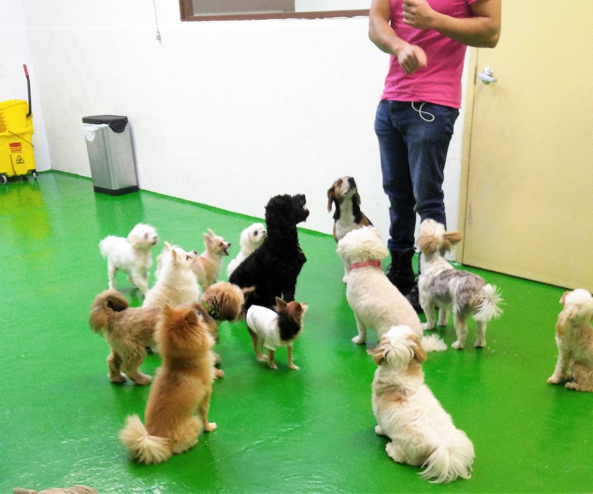 NY Puppy Club