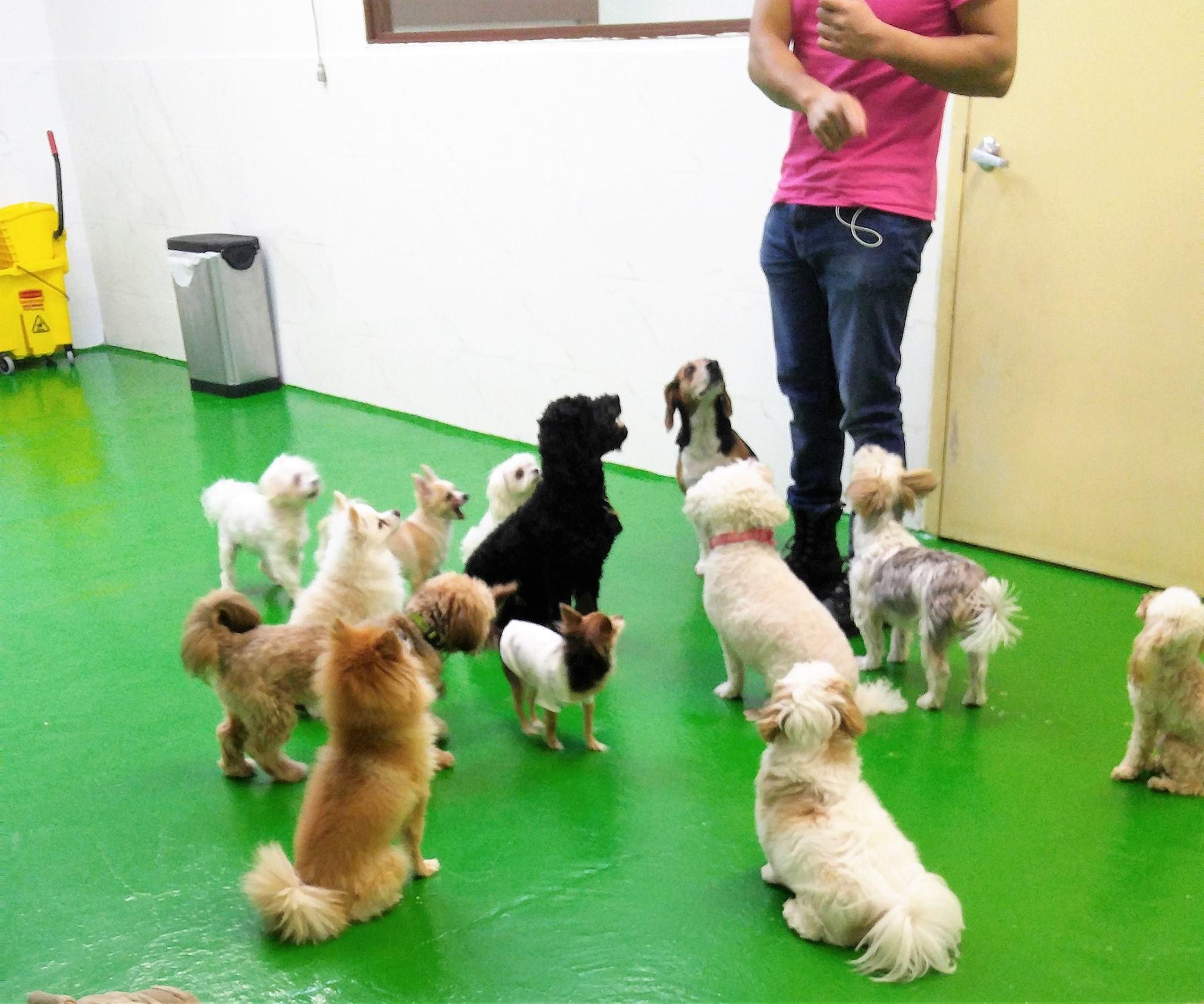 Pet Friendly NY Puppy Club