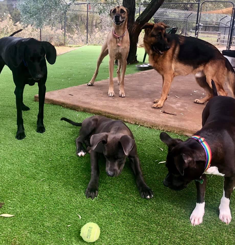 hanrob doggy daycare