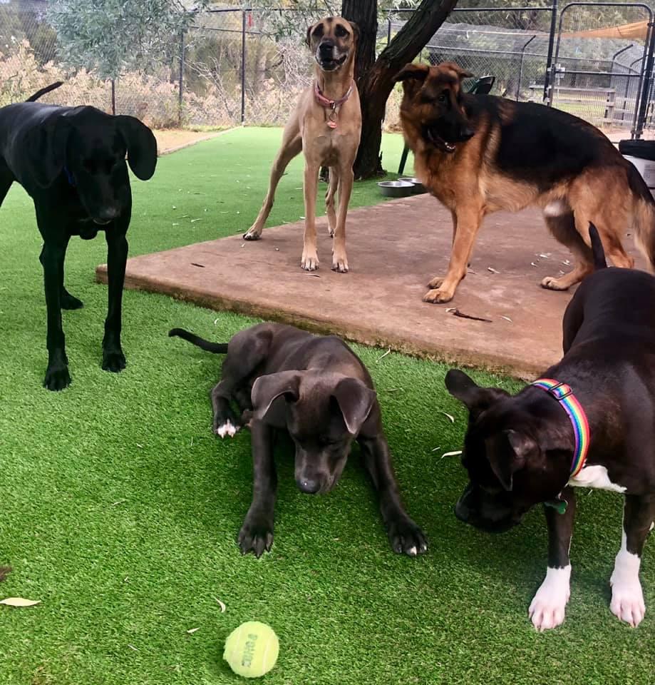 Directory Of Doggie Daycare Boarding In Australia The South