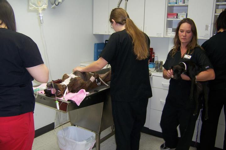 Pet Friendly Veterinary Clinic of Lubbock