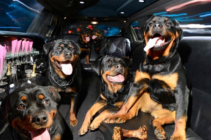 Pet Friendly SUV Chicago Limo