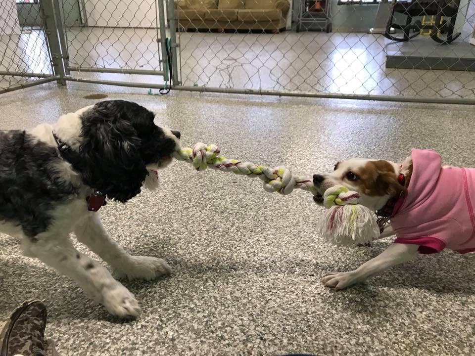 Directory Of Doggie Daycare Boarding In Smyrna Tn Bringfido