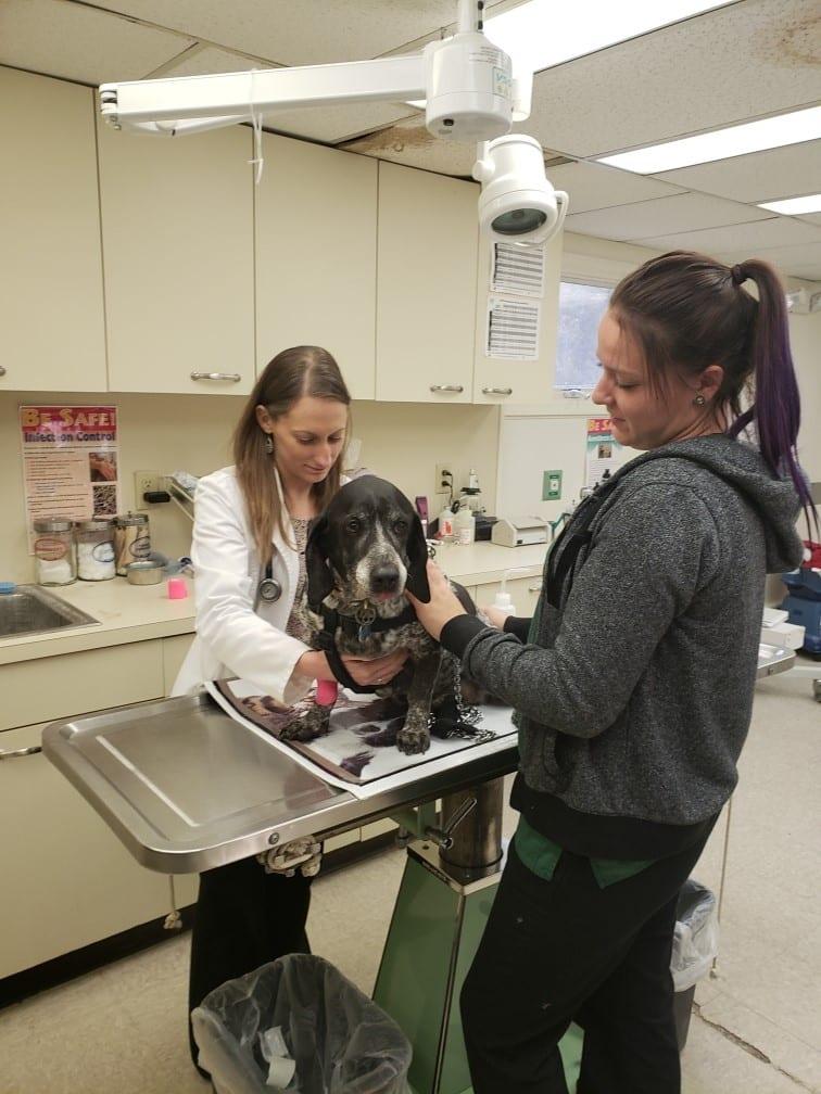 Pet Friendly Fayetteville Veterinary Hospital