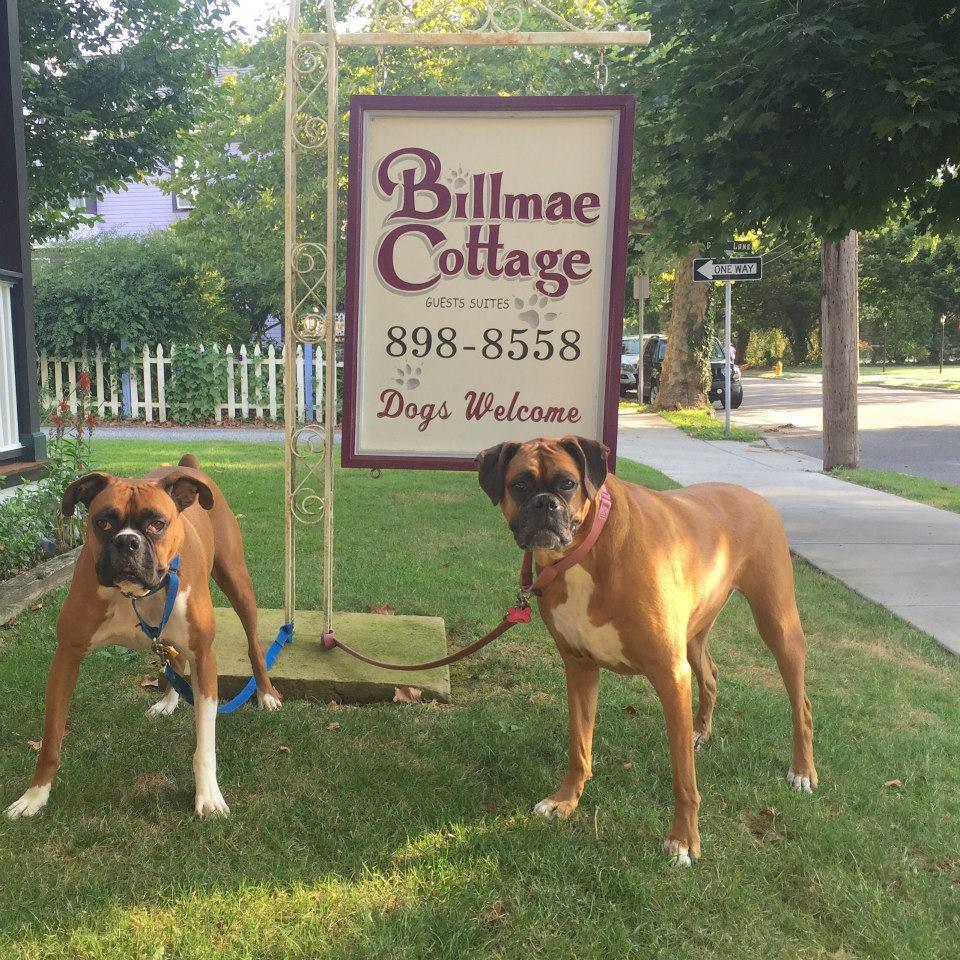 Dog Friendly Billmae Cottage Pet Policy