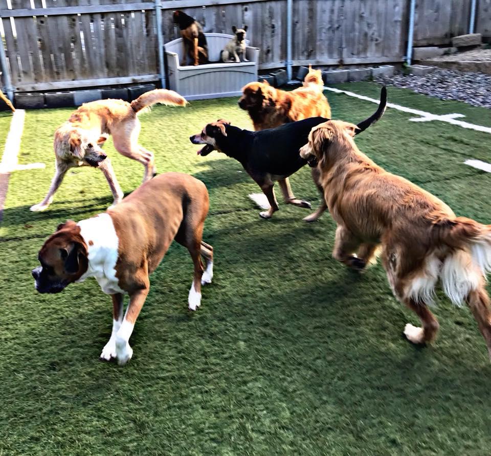 Directory Of Doggie Daycare Boarding In Roseville Mn
