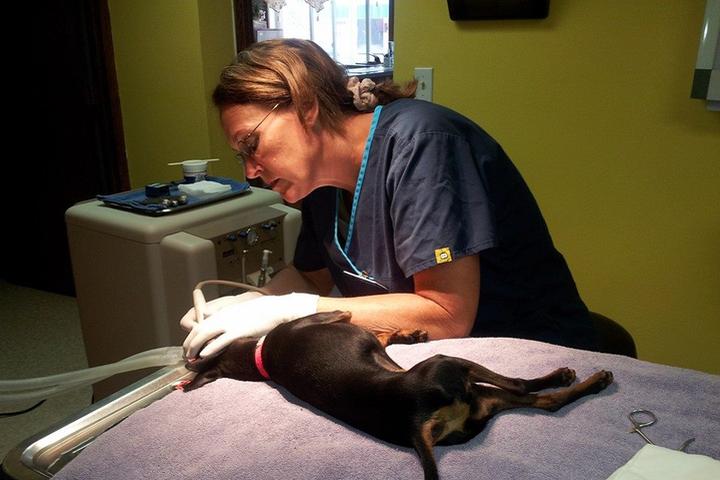 Pet Friendly Randolph Vet Clinic