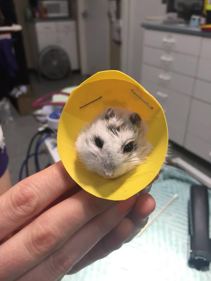 All About Roborovski Dwarf Hamsters - Kendall Animal Clinic