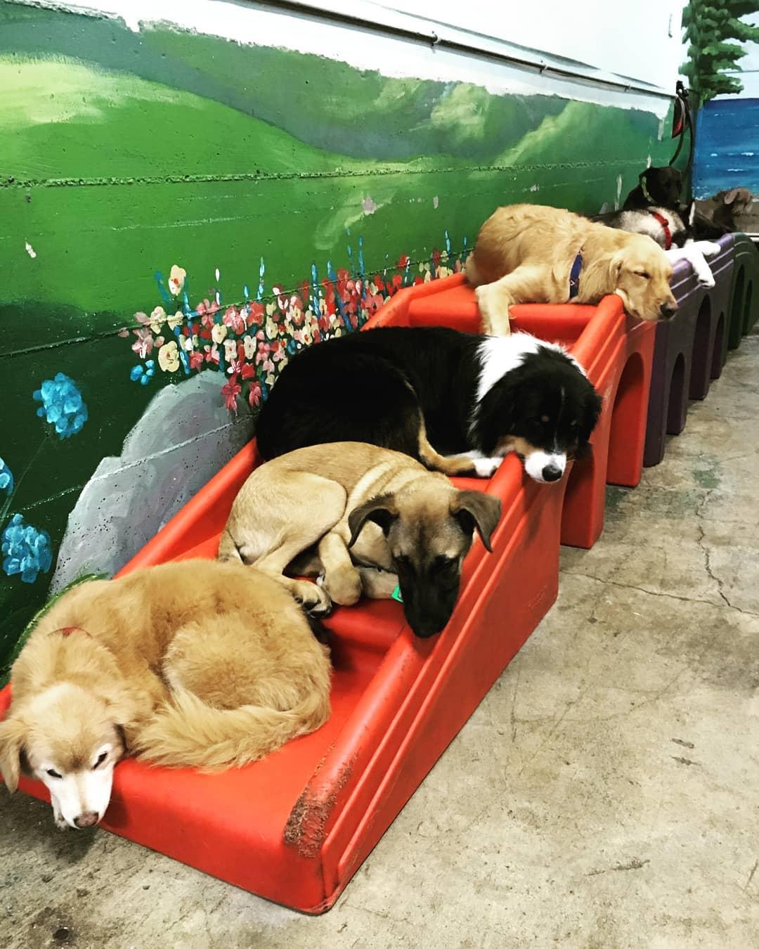 Directory of Doggie Daycare Boarding in San Francisco CA