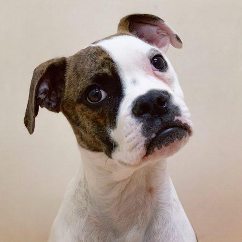 Directory Of Animal Shelters In Australia The South Pacific Bringfido