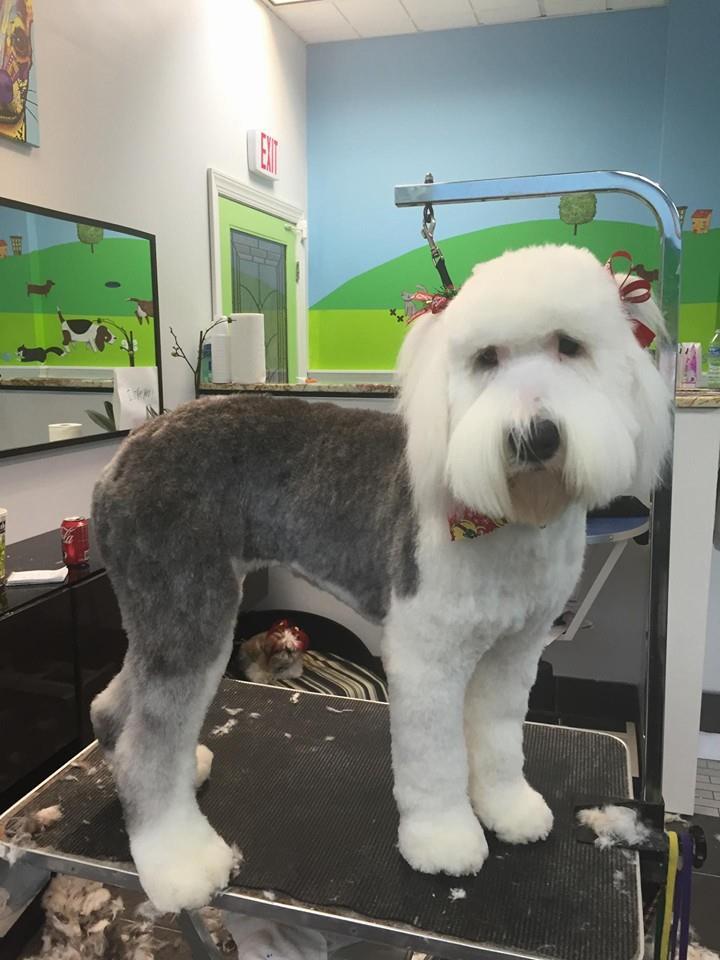 Canine Carousel Pet Supply and Salon