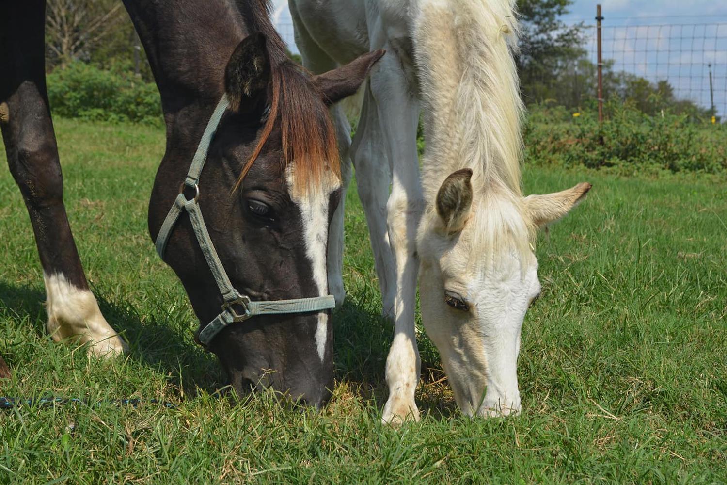 Safe Place For Animals Safe Place For Animals