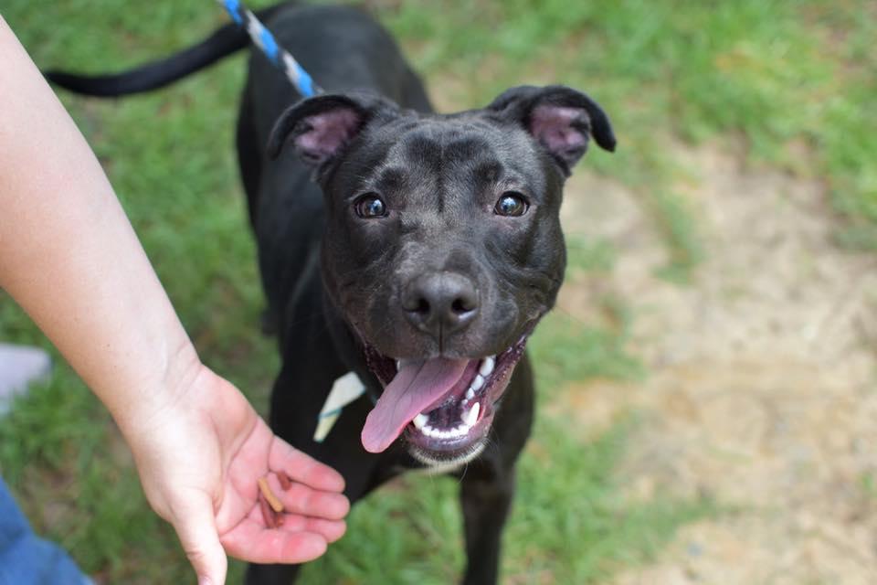 Berkeley Animal Center