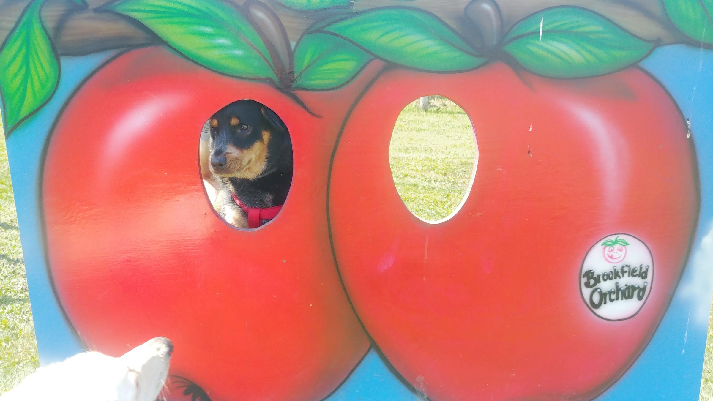 Pet Friendly Brookfield Orchards