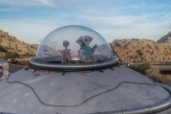 Pet Friendly Coyote's Flying Saucer Retrieval and Repair Service