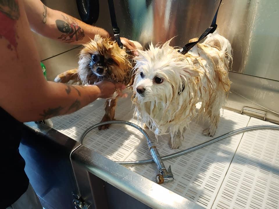 Pet Friendly Dirty Dogs self dog wash