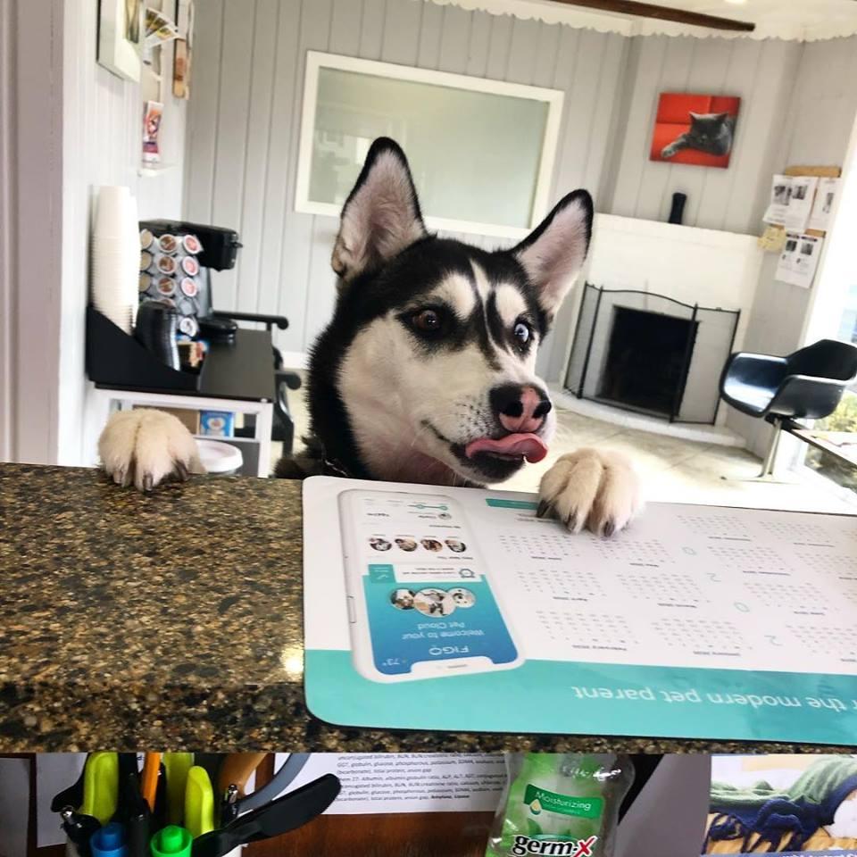 Companion Animal Hospital Lake Zurich