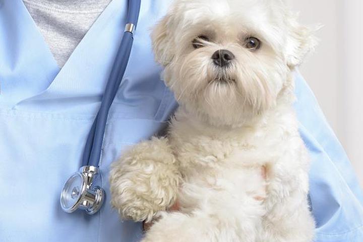 Pet Friendly Animal Emergency Hospital