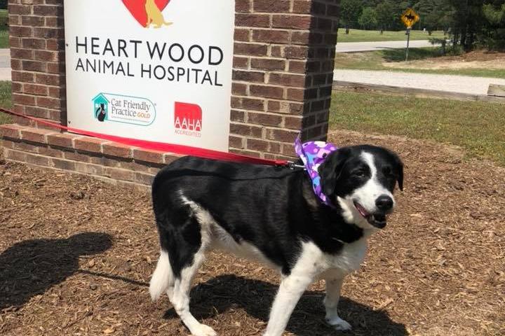 Pet Friendly Heartwood Animal Hospital