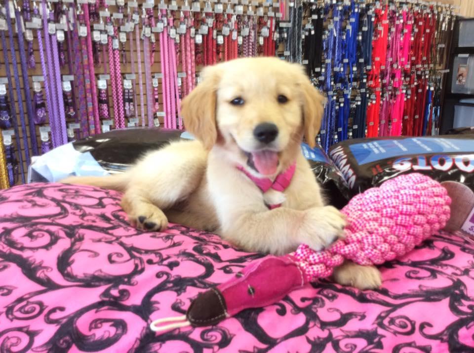 Fancy store puppy norco