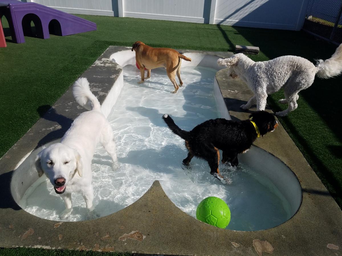 Paws By The Lake Pet Resort