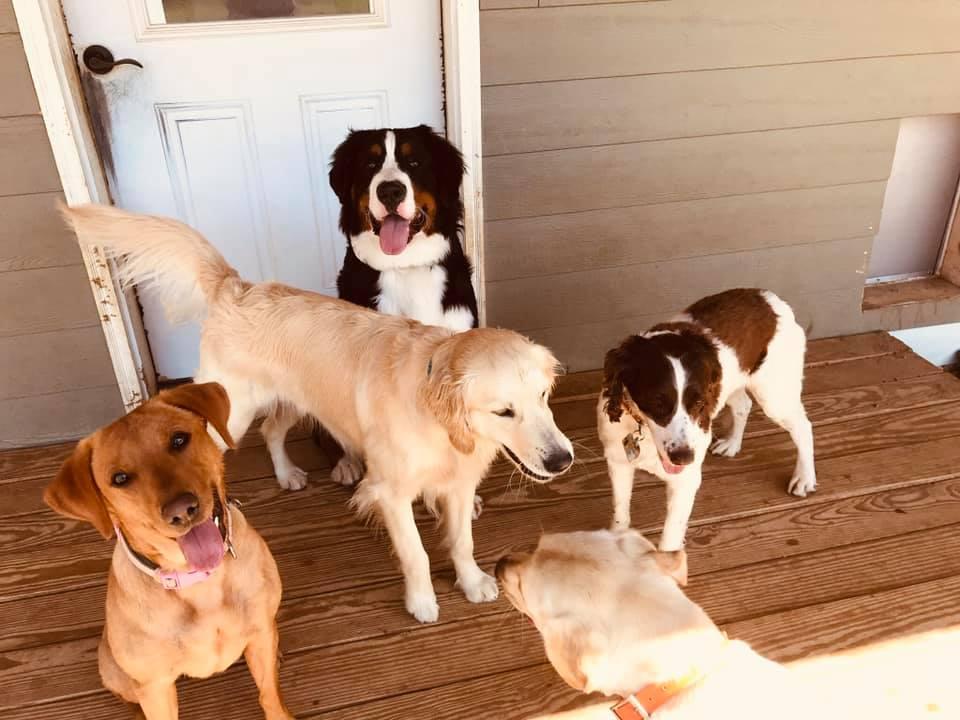 Pet Friendly Itasca Dog Lodge