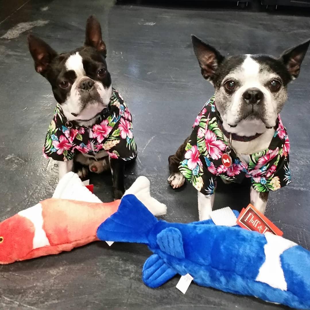 Happy tails franklin clearance