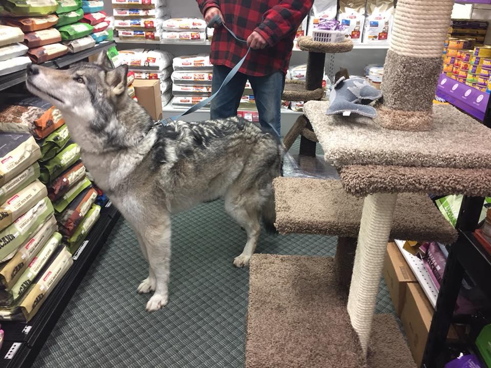 Pet stores shop in nanaimo