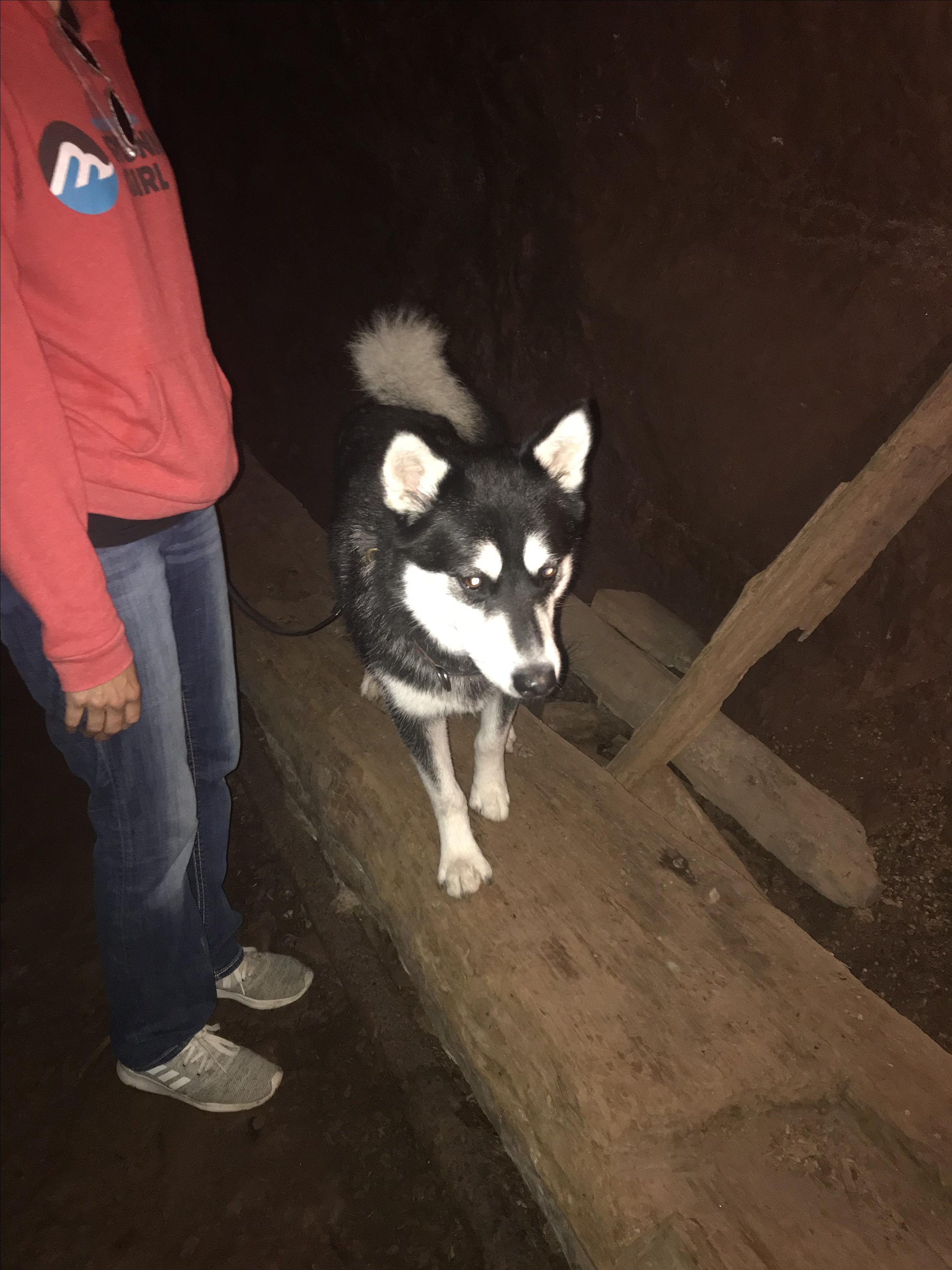 Pet Friendly Delaware Copper Mine Tours