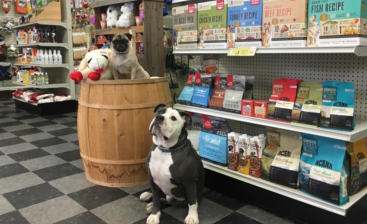 Directory of Pet Stores in Saratoga Springs NY BringFido