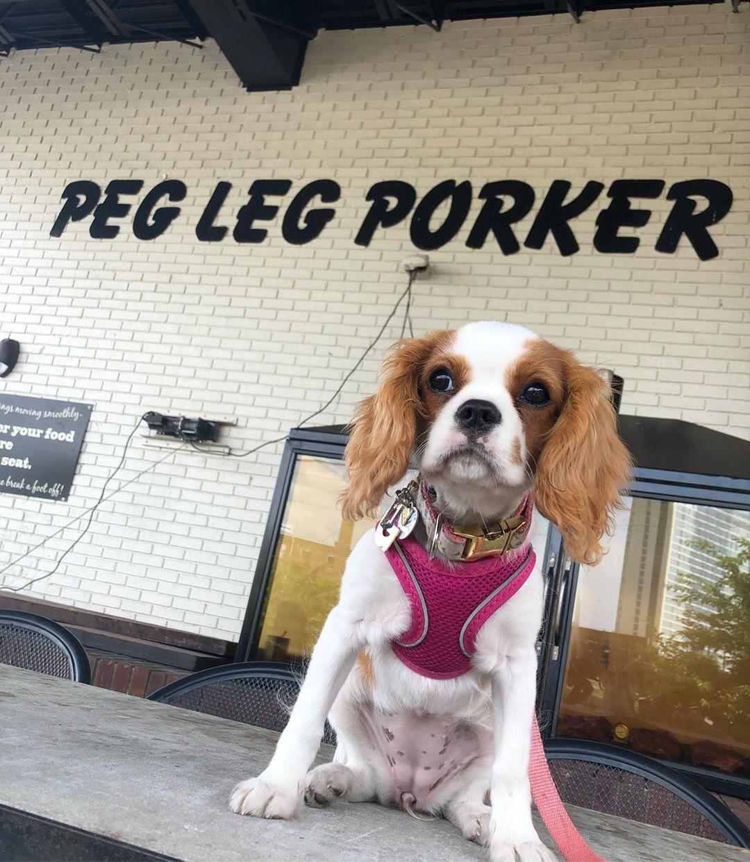 Pet Friendly Peg Leg Porker