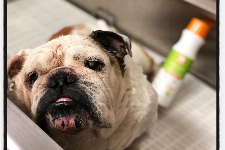 Julz Animal Houz Marysville