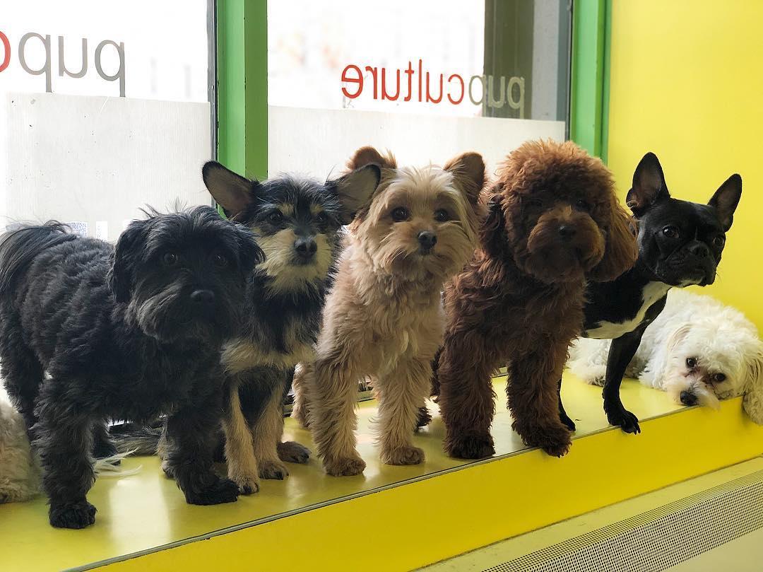 Pupculture doggy hot sale daycare