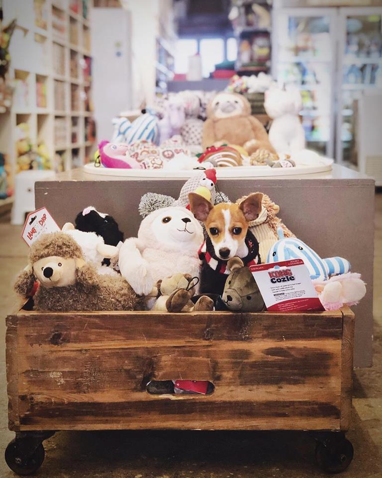 Puppy stores best sale in brooklyn