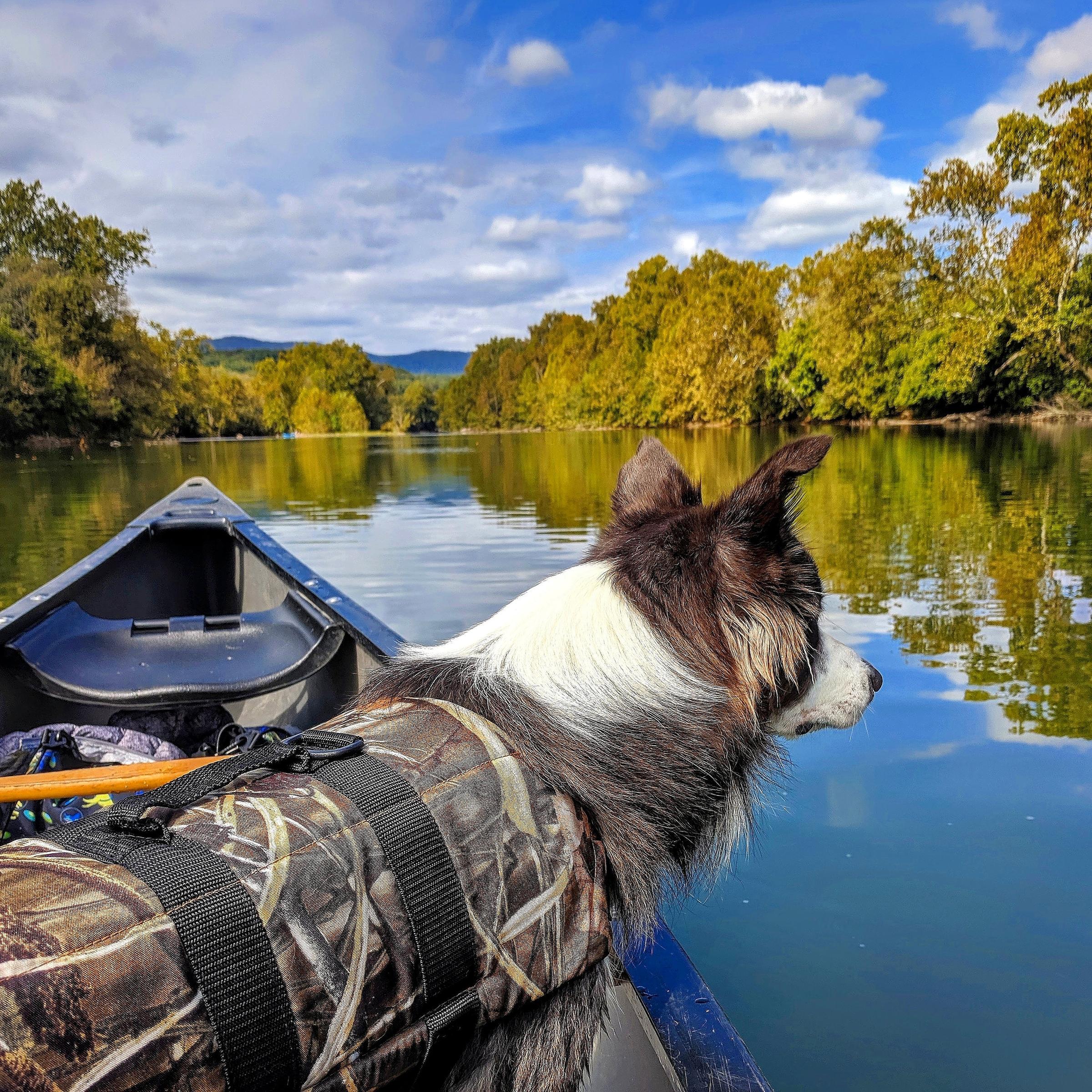 Pet Friendly Front Royal Outdoors