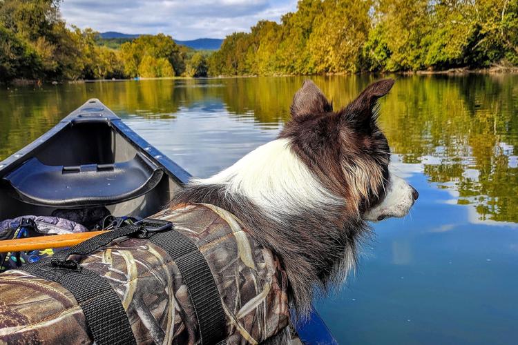 Dog Friendly Activities in Front Royal, VA - BringFido