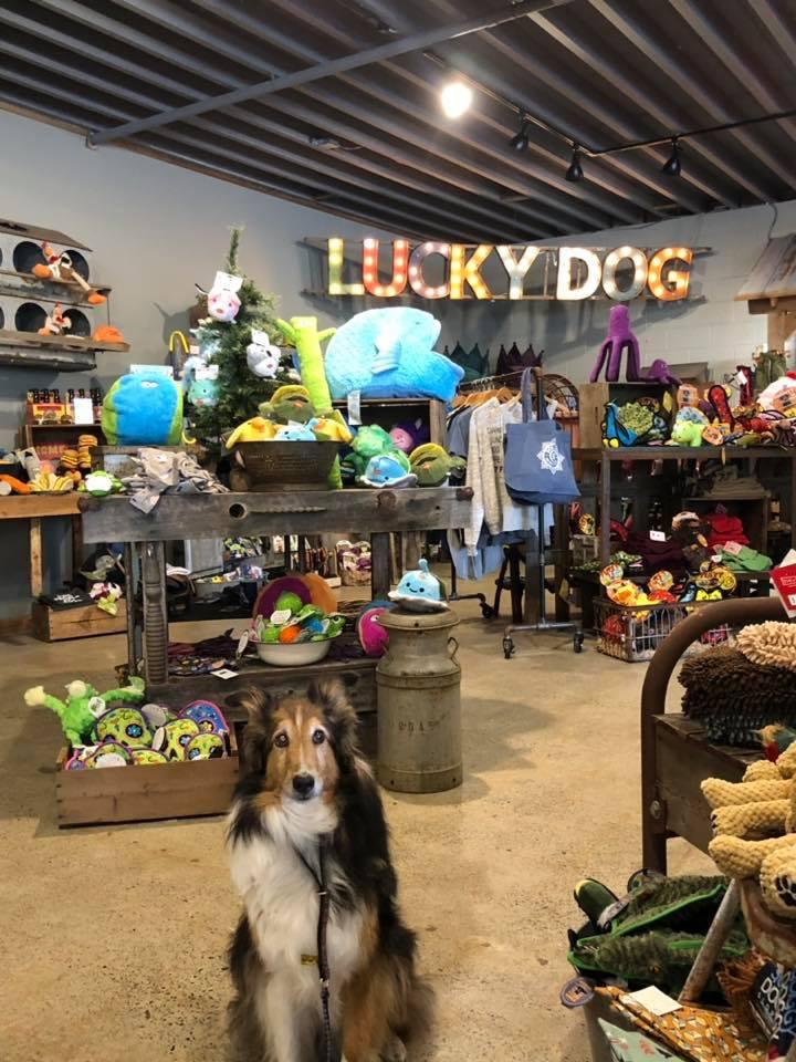 Lucky dog shop pet store