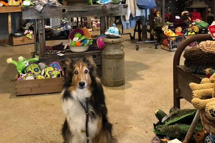 Pet Friendly Lucky Dog Outfitters