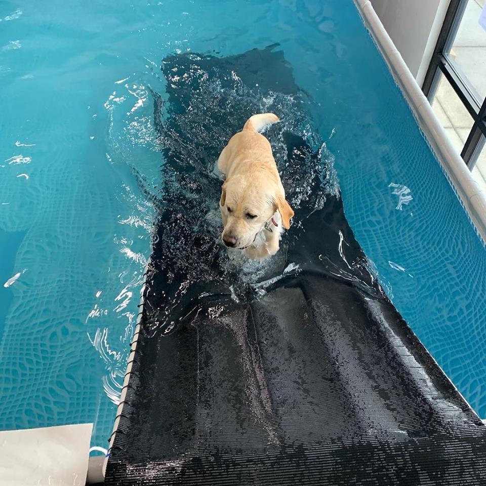 Dog Pool Club